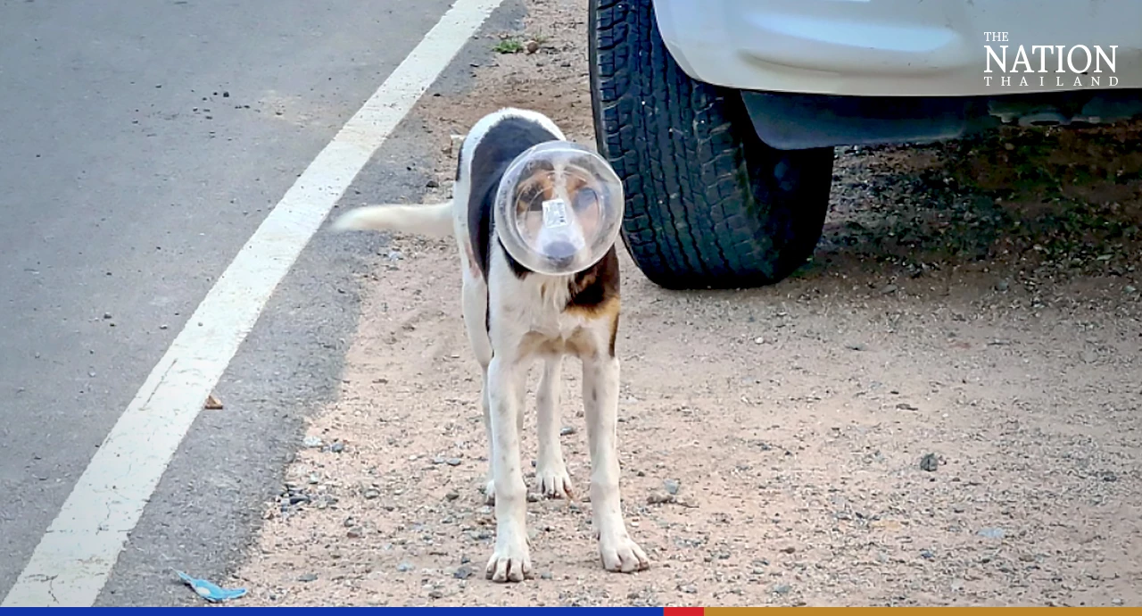 Stuck canine rescued just in time