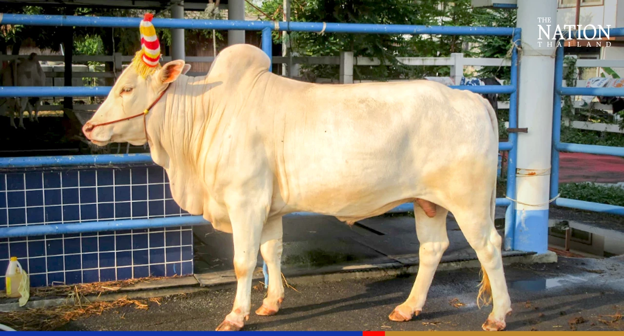 Two pairs of sacred oxen unveiled for royal Ploughing Ceremony