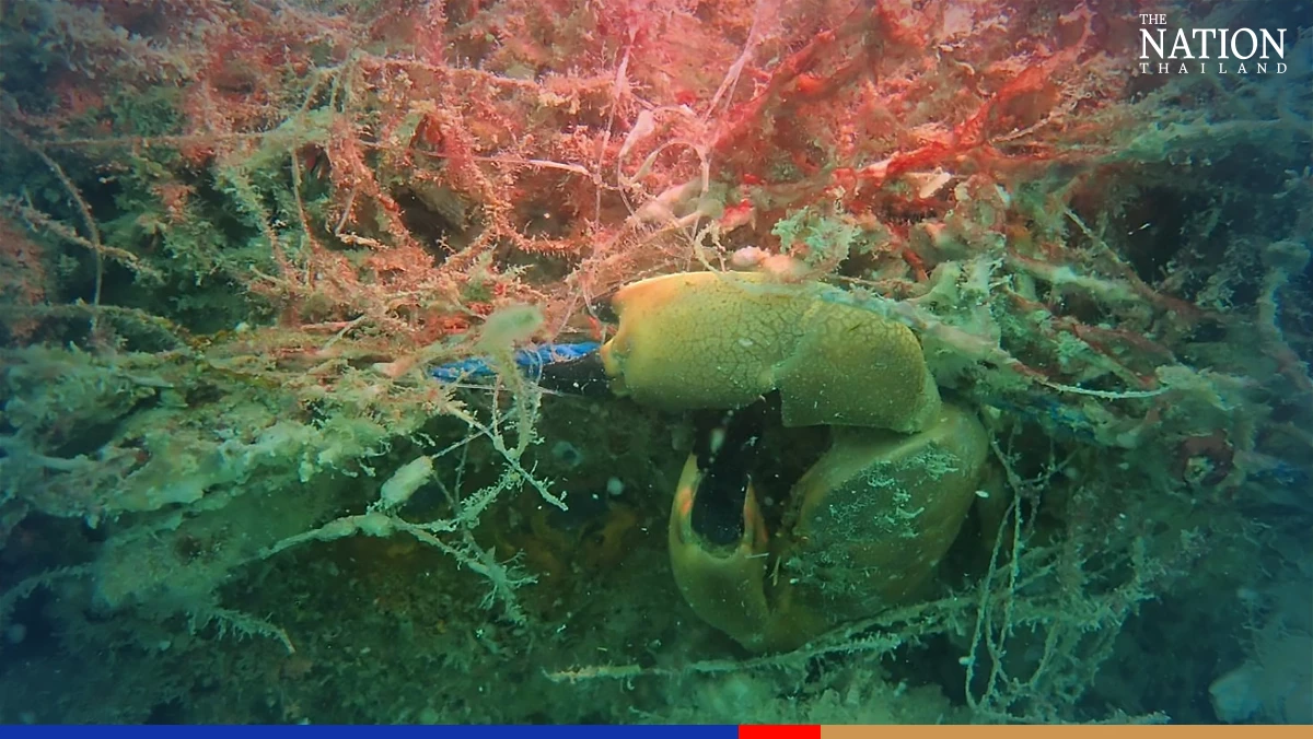 Rig-to-reef project proves successful in Koh Pha-ngan