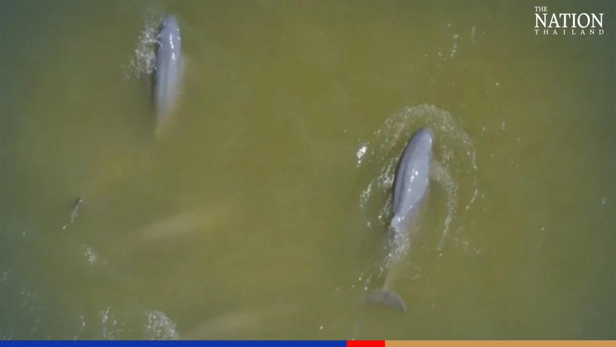 Thailand adds Irrawaddy dolphins to ‘reserved’ list as extinction beckons