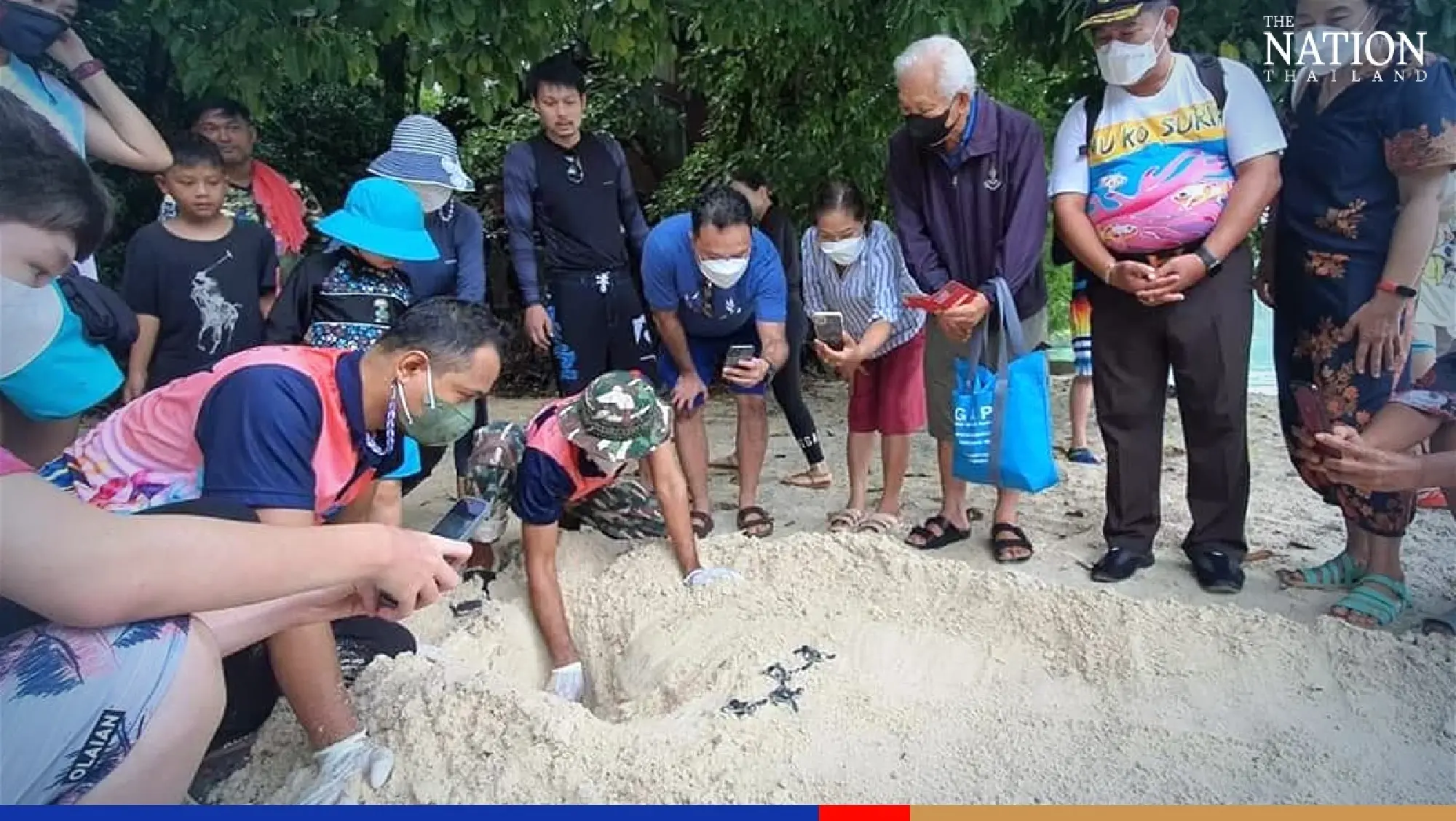 94 baby green sea turtles released into sea off Mu Koh Surin National Park