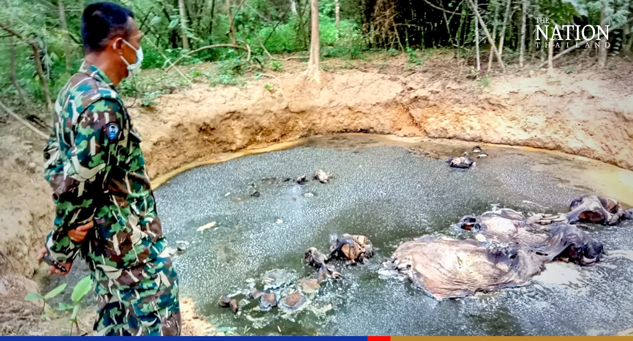 Elephants found drowned likely failed to climb out of pond