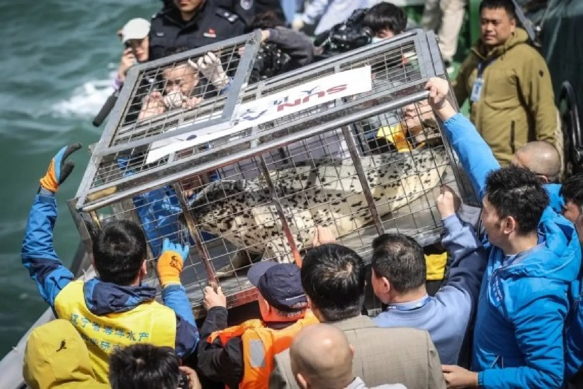 Workers prepare to release a spotted seal into the sea in Dalian, northeast China's Liaoning Province, April 16, 2021. (Xinhua/Pan Yulong)