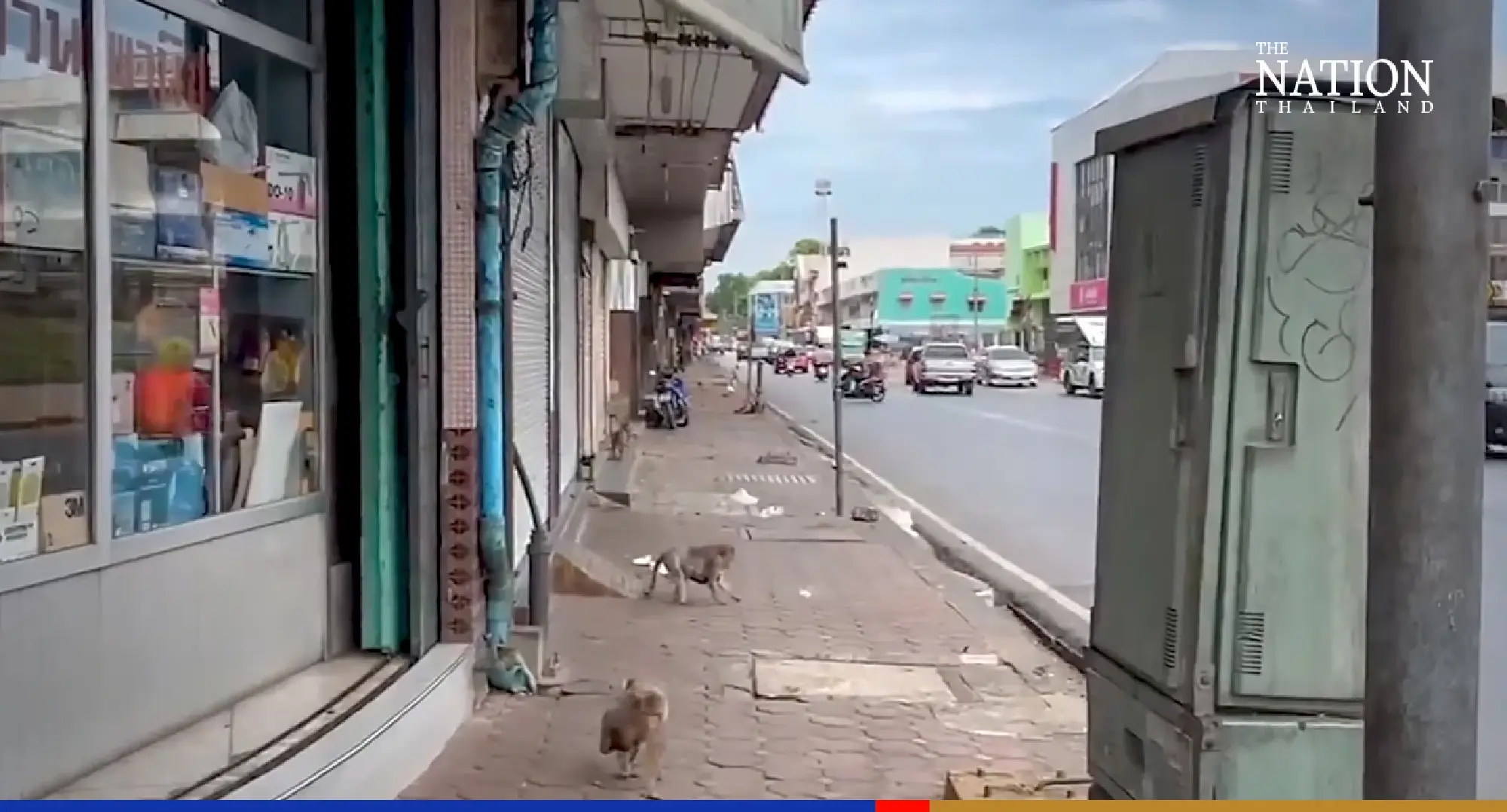 Monkeypox no worry for Lopburi residents living amid monkeys