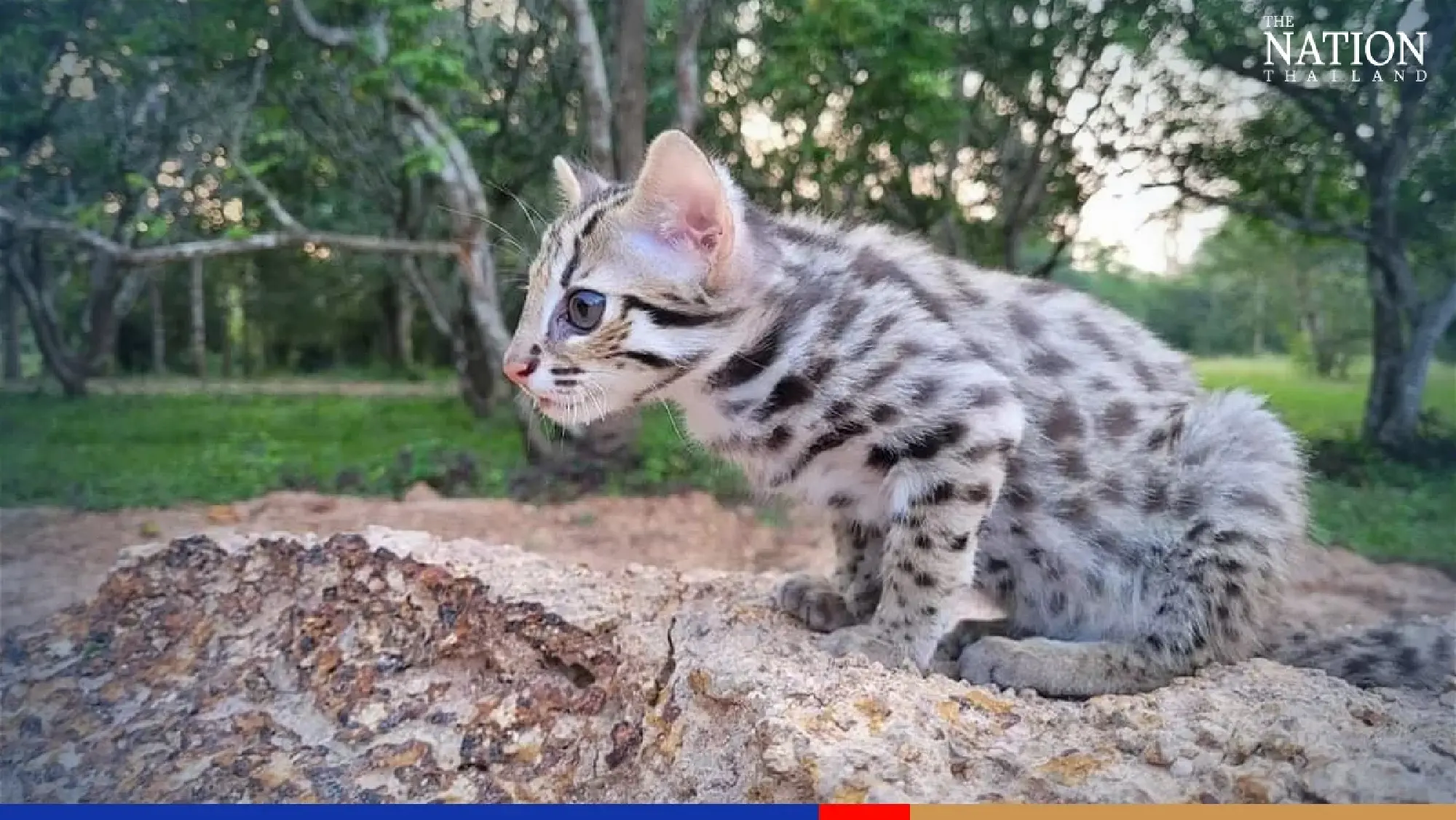 Rescued leopard kitten ‘Simba’ preparing to return to the wild