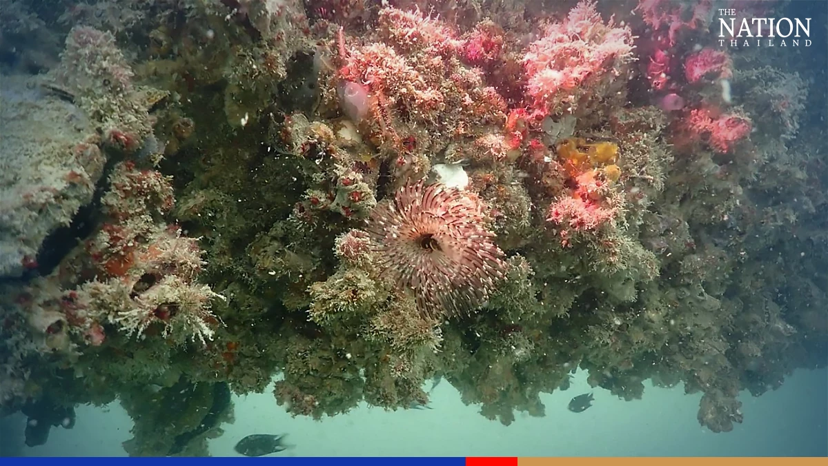 Rig-to-reef project proves successful in Koh Pha-ngan