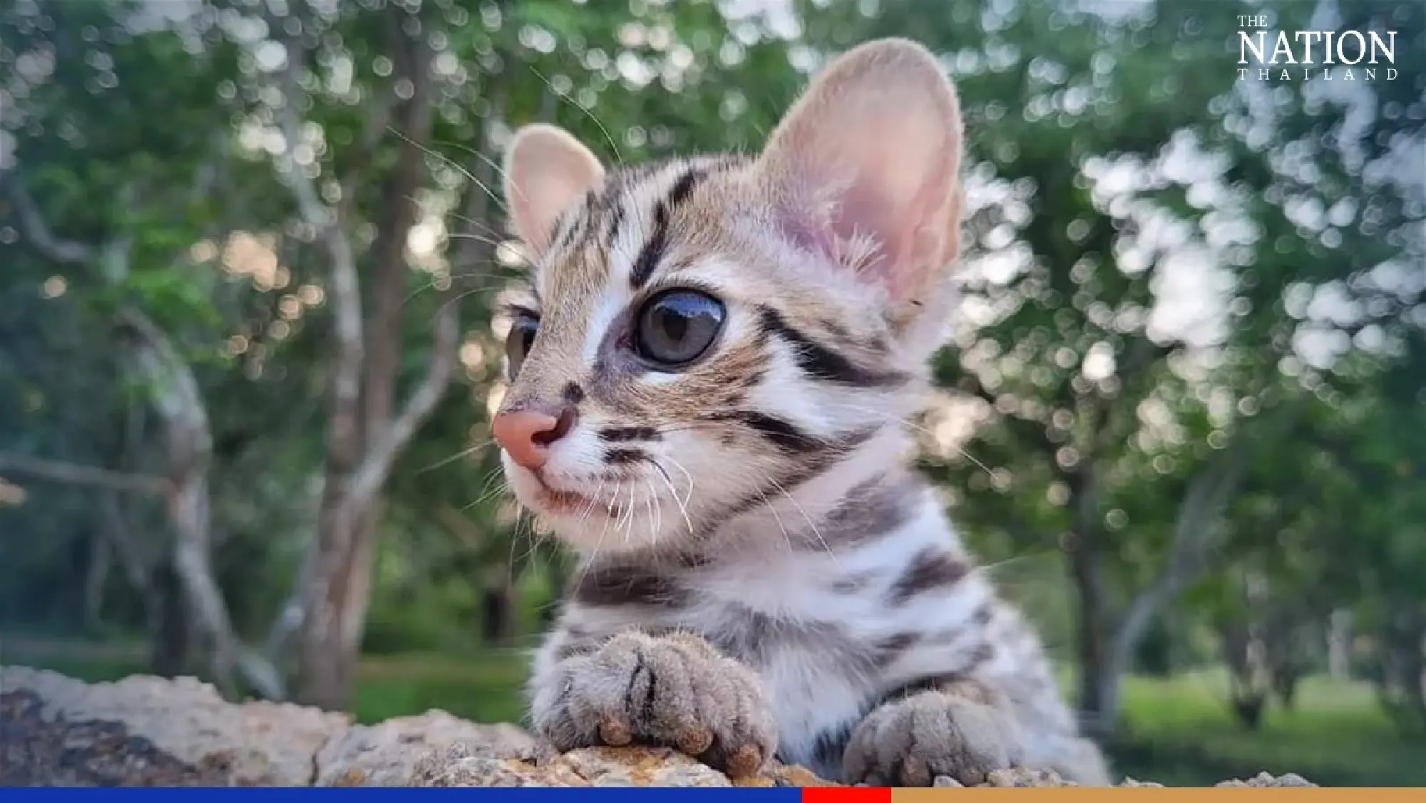 Rescued leopard kitten ‘Simba’ preparing to return to the wild