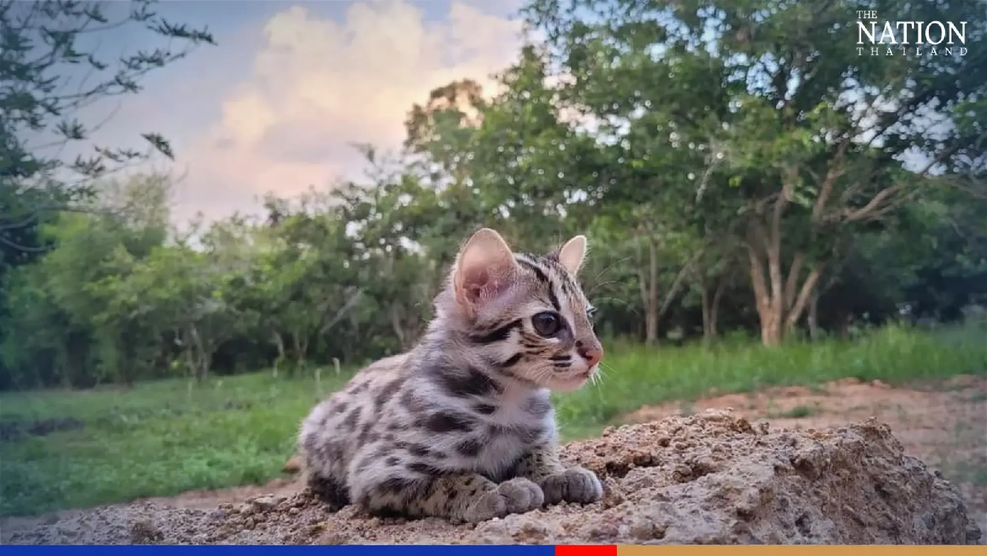 Rescued leopard kitten ‘Simba’ preparing to return to the wild