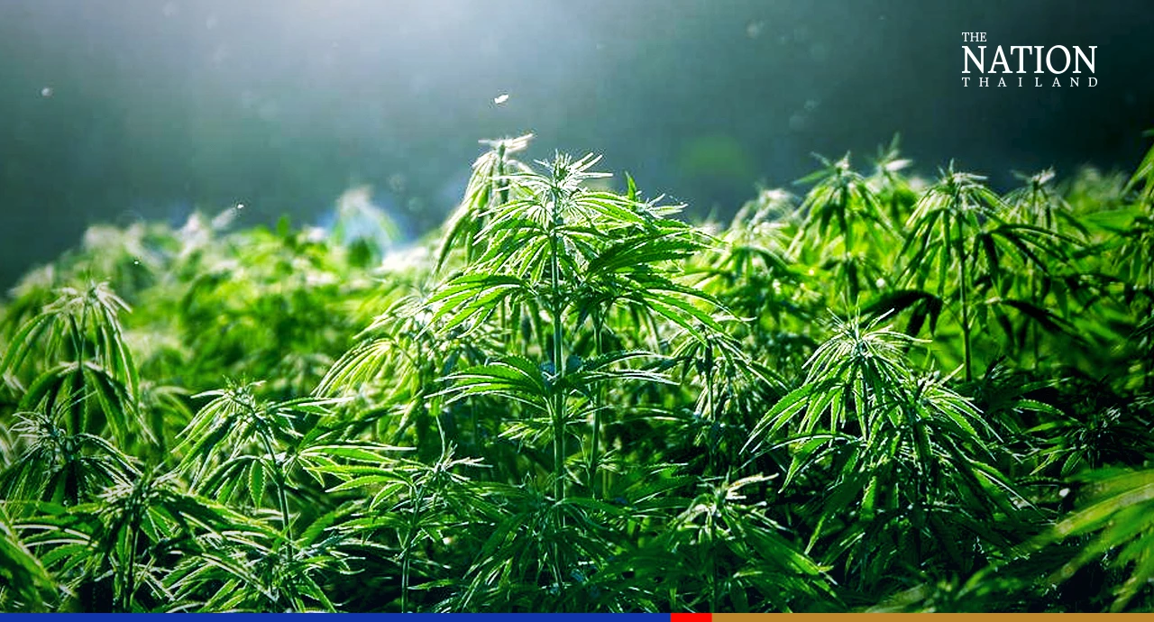 First and only international hemp-cannabis expo to be held in Thailand 