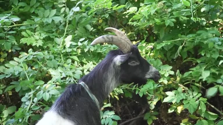 Goats released in New York City park to eat invasive weeds