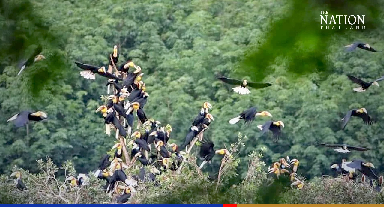 Rare sight astonishes birdwatchers at Ranong wildlife sanctuary