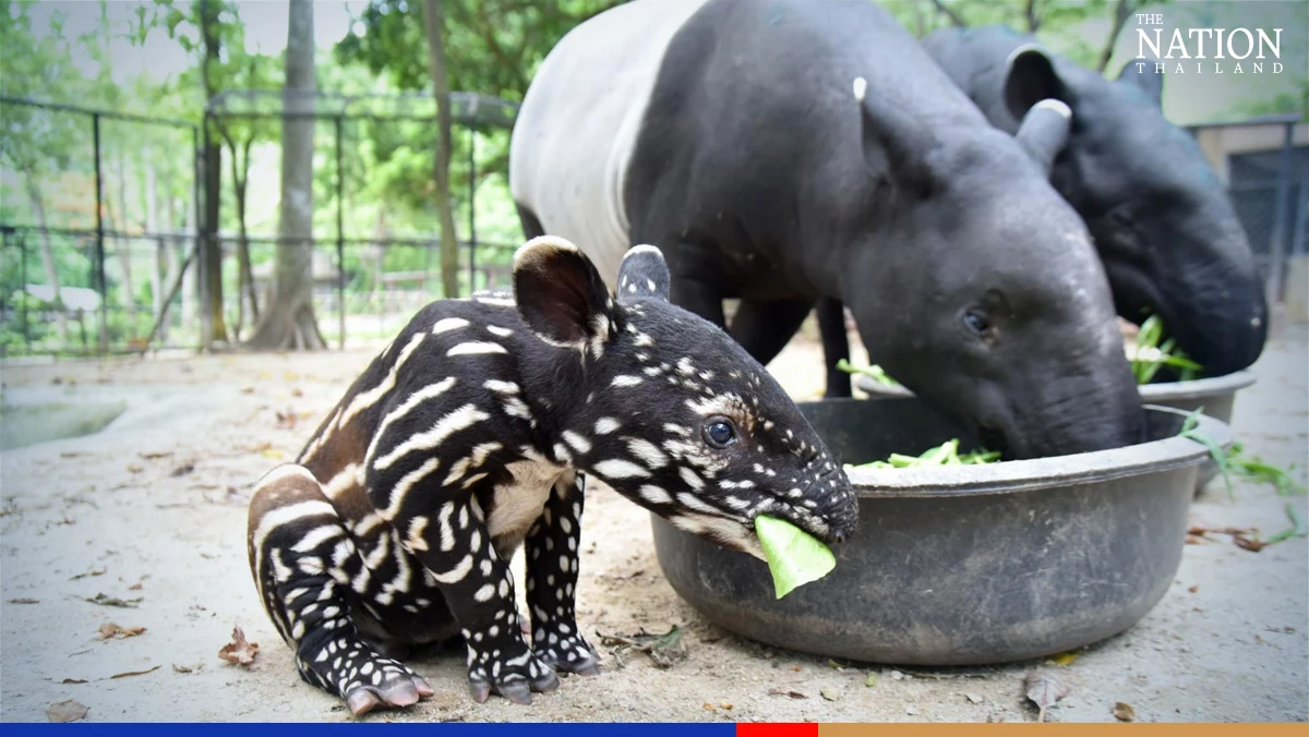 Khao Kheow zoo celebrates its 44th anniversary with a baby tapir