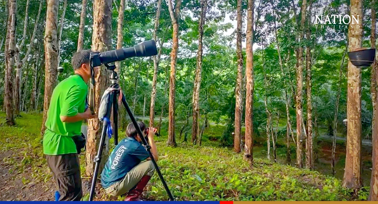Rare sight astonishes birdwatchers at Ranong wildlife sanctuary