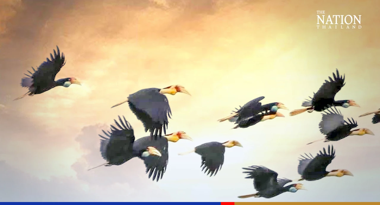 Rare sight astonishes birdwatchers at Ranong wildlife sanctuary