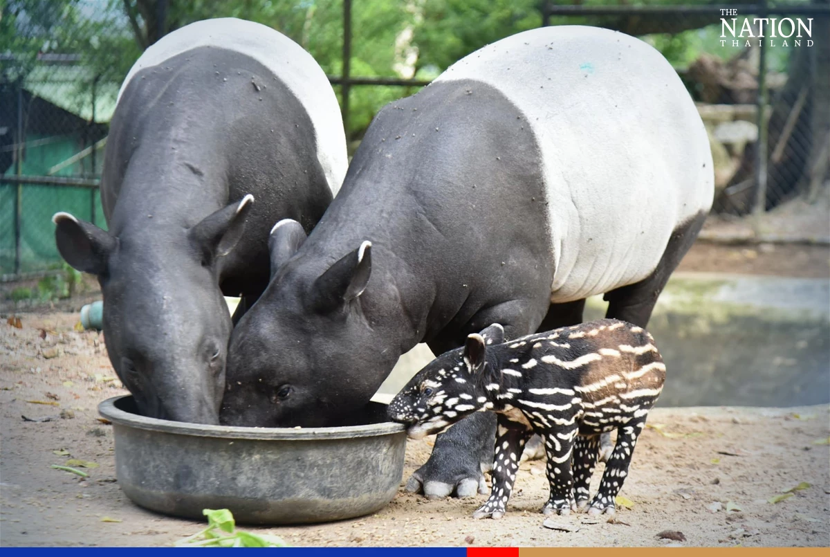 Khao Kheow zoo celebrates its 44th anniversary with a baby tapir