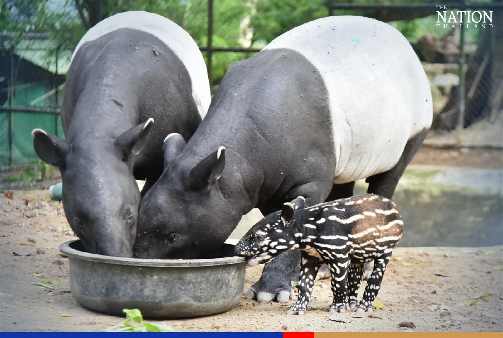 Khao Kheow zoo celebrates its 44th anniversary with a baby tapir