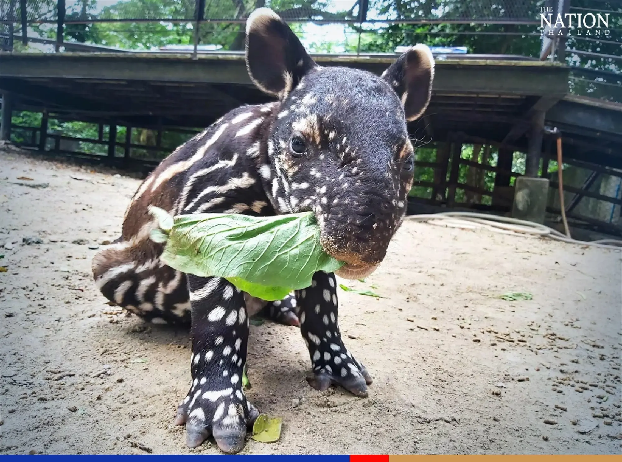 Khao Kheow zoo celebrates its 44th anniversary with a baby tapir