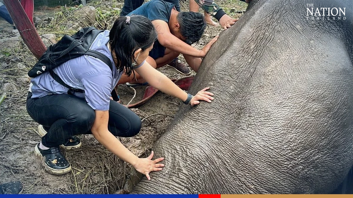 Officials rescue elephant calf from manhole in Nakhon Nayok