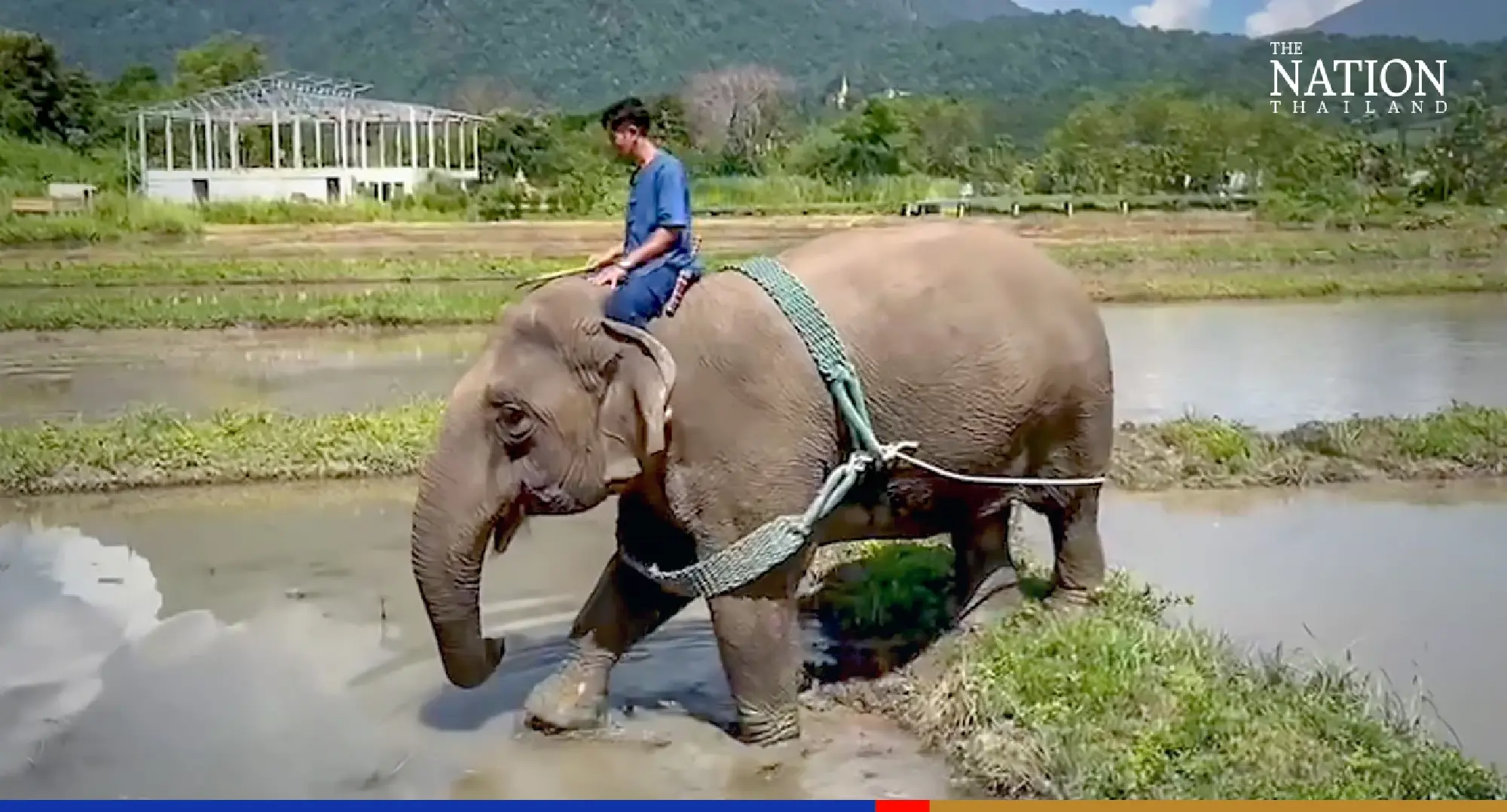 Resort offers unique show of elephants ploughing fields