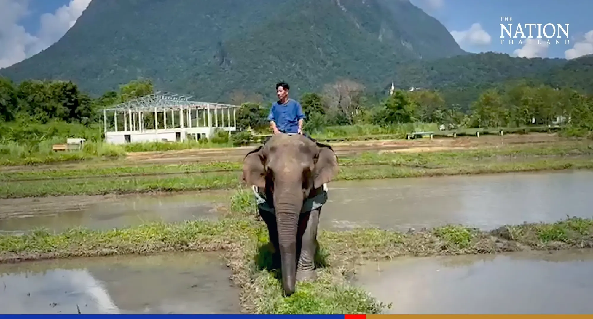 Resort offers unique show of elephants ploughing fields
