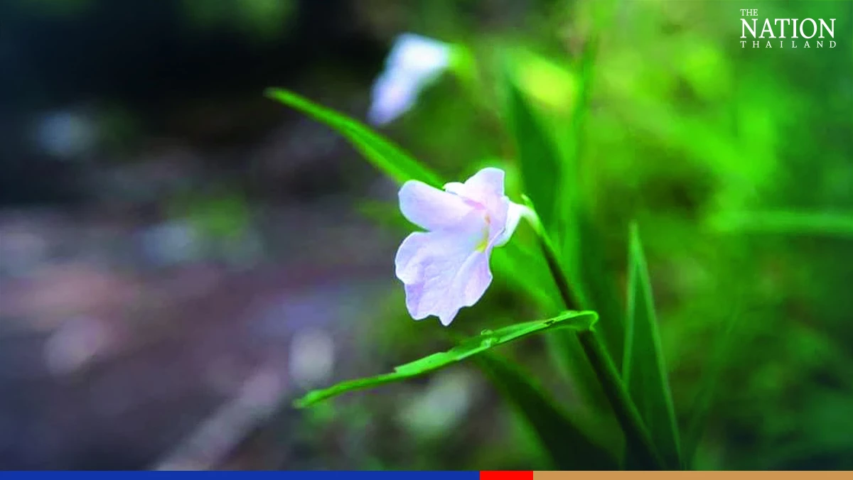 Thailand’s top five national parks for the rainy season