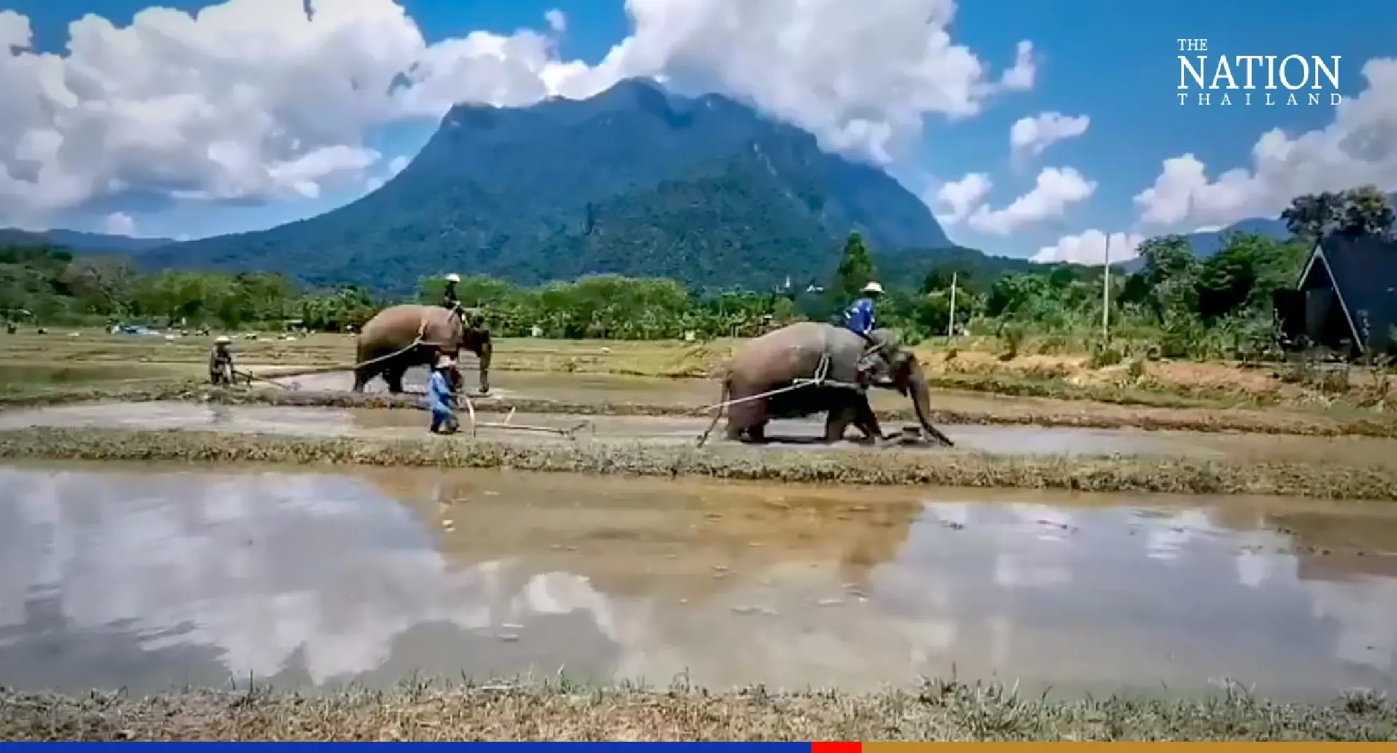 Resort offers unique show of elephants ploughing fields