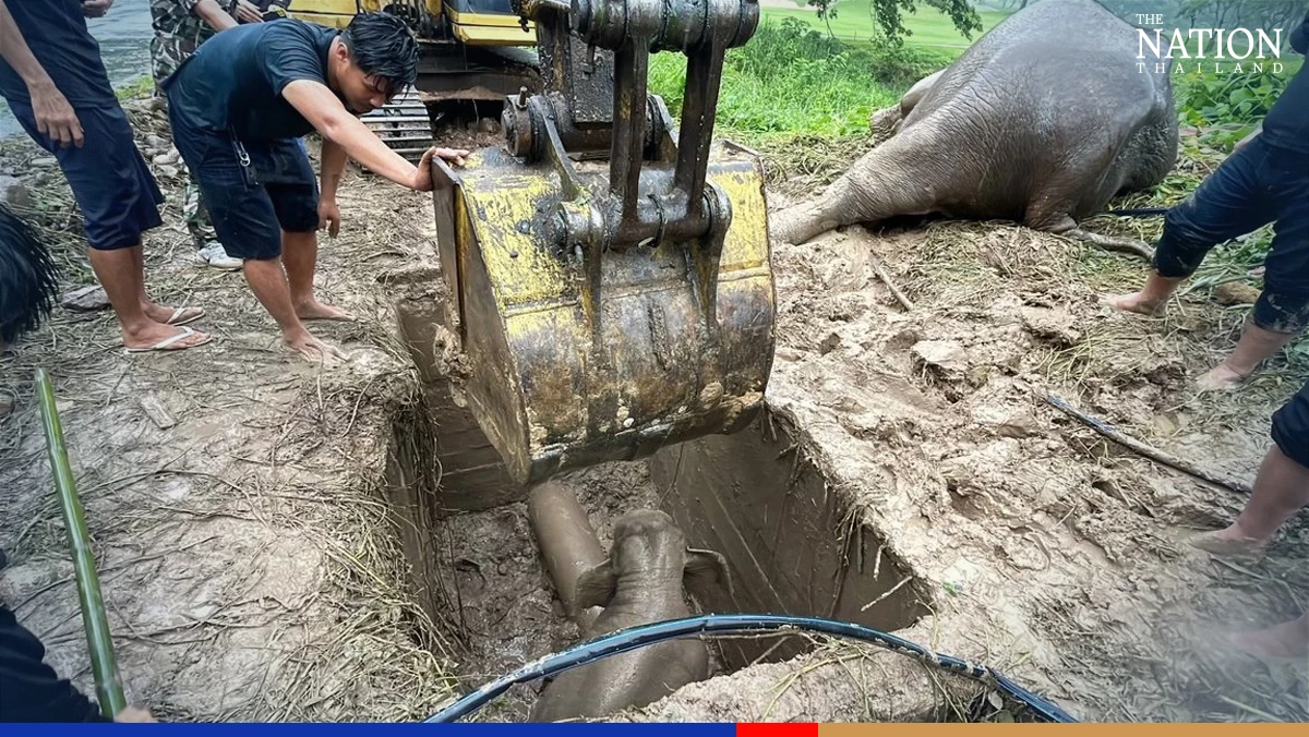 Officials rescue elephant calf from manhole in Nakhon Nayok