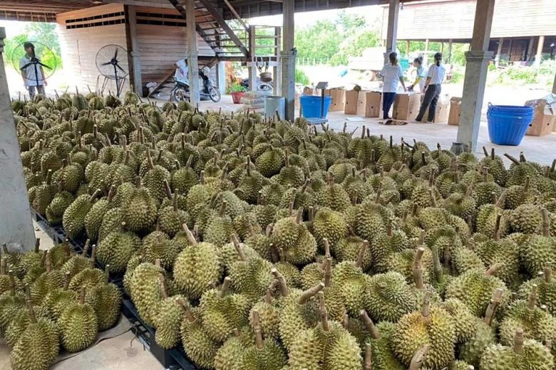 Cambodia’s Preah Vihear durians grab slice of China market