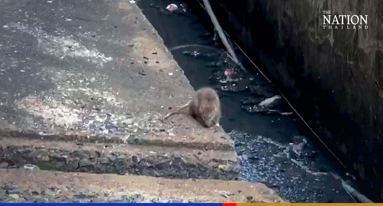 118 rats captured at Din Daeng flat in one week