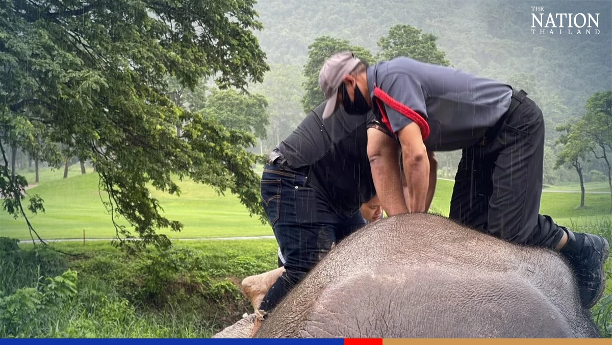 Officials rescue elephant calf from manhole in Nakhon Nayok