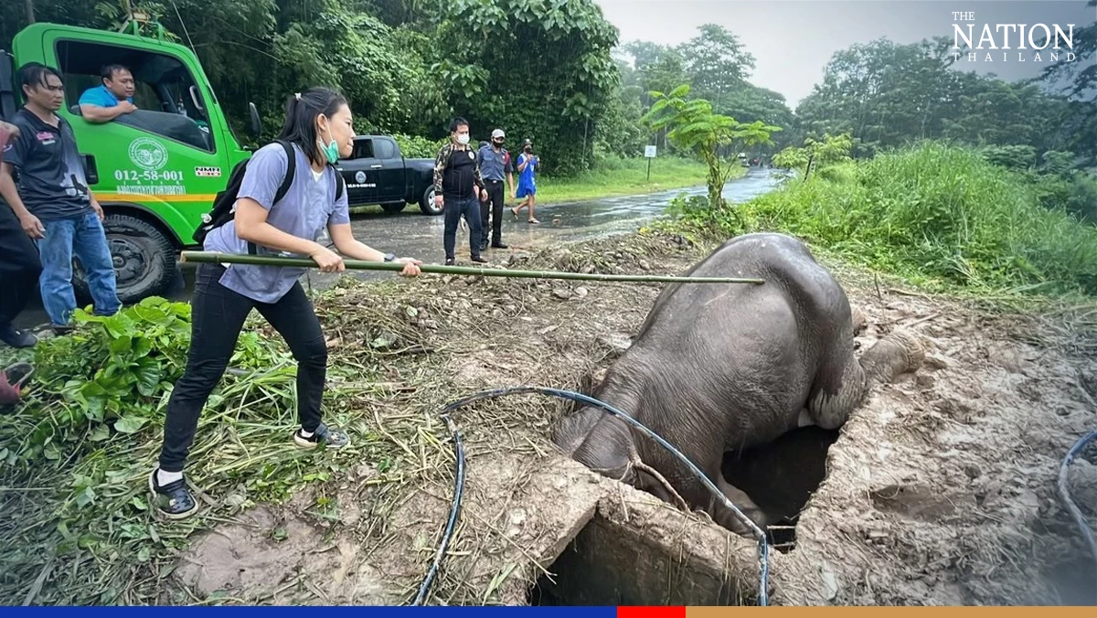 Officials rescue elephant calf from manhole in Nakhon Nayok