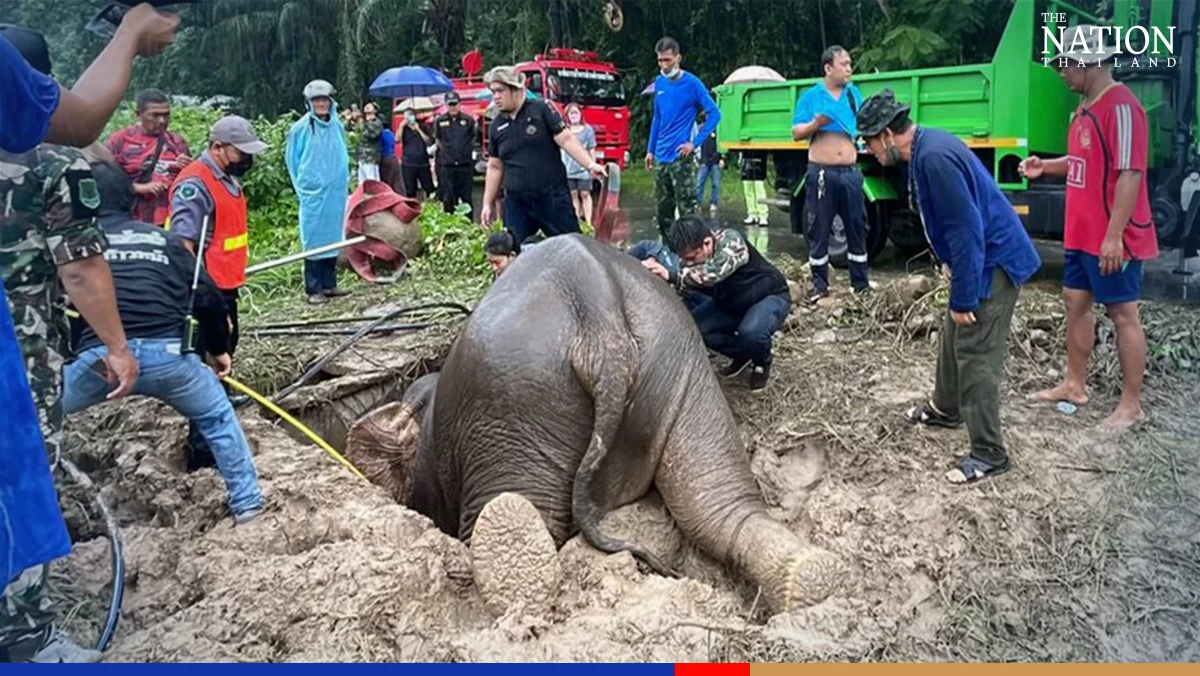 Officials rescue elephant calf from manhole in Nakhon Nayok