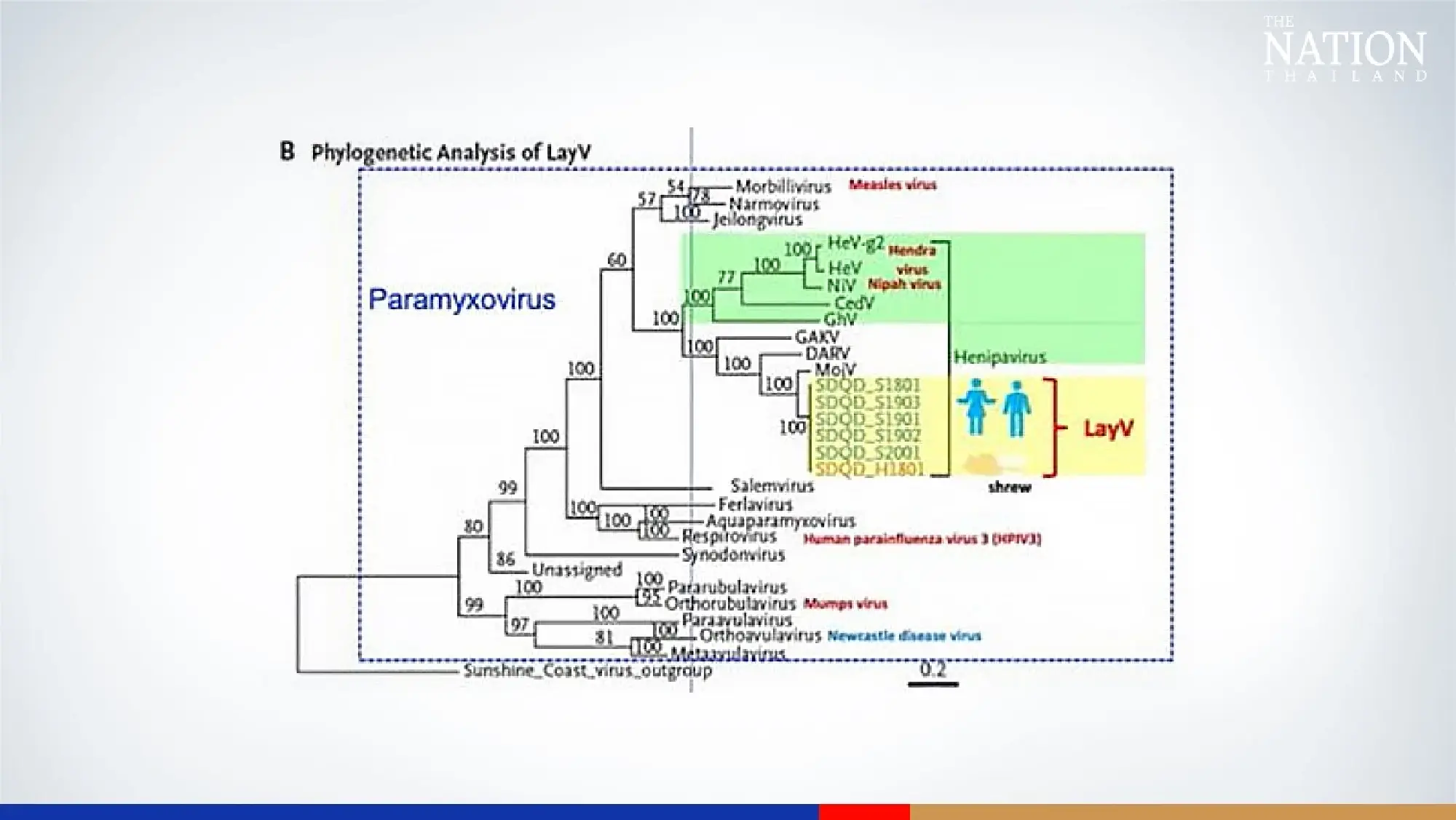 Facts you should know about LayV virus found in China