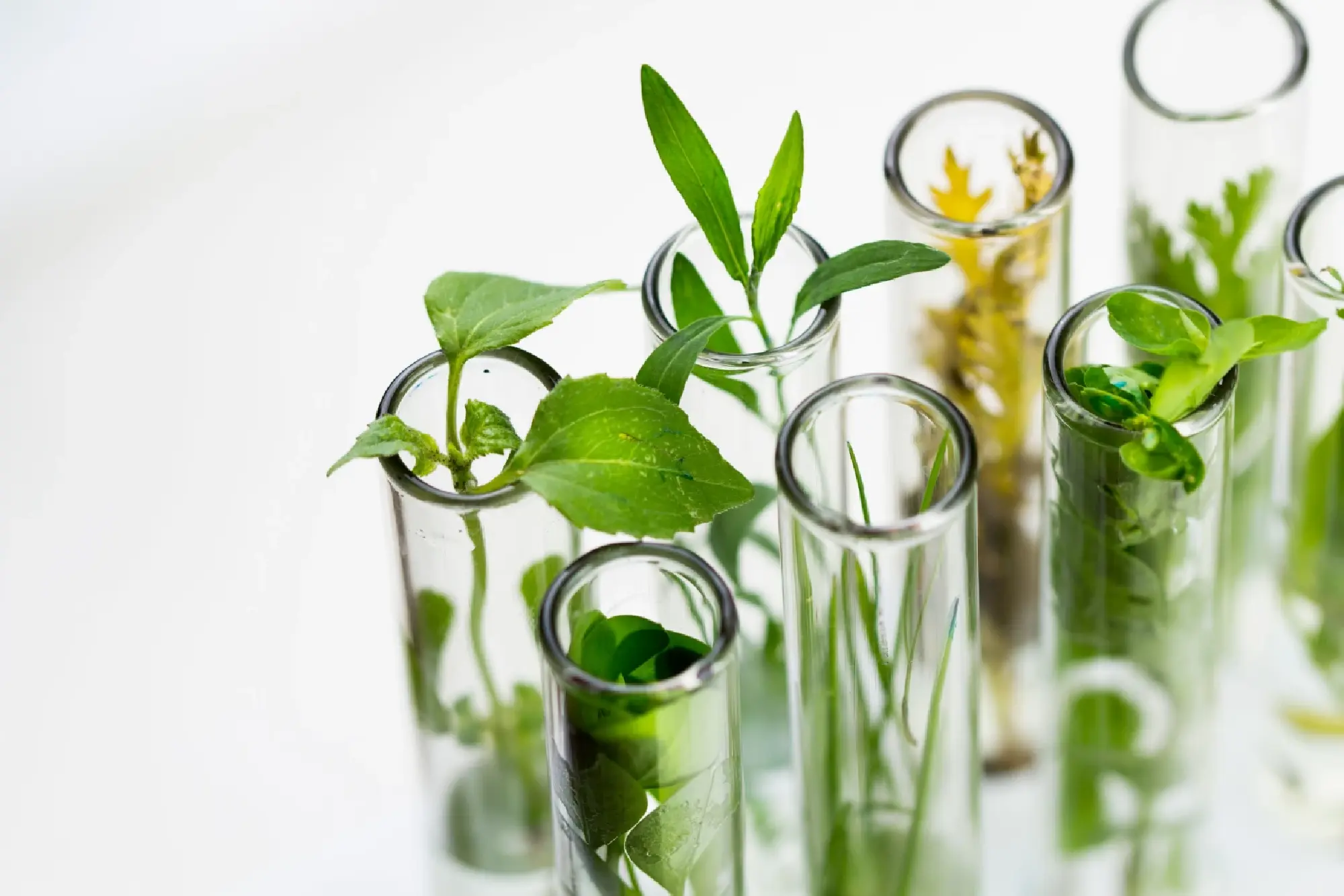 L\'Oreal moves towards the beauty of the future and holds full research on environmental science principles