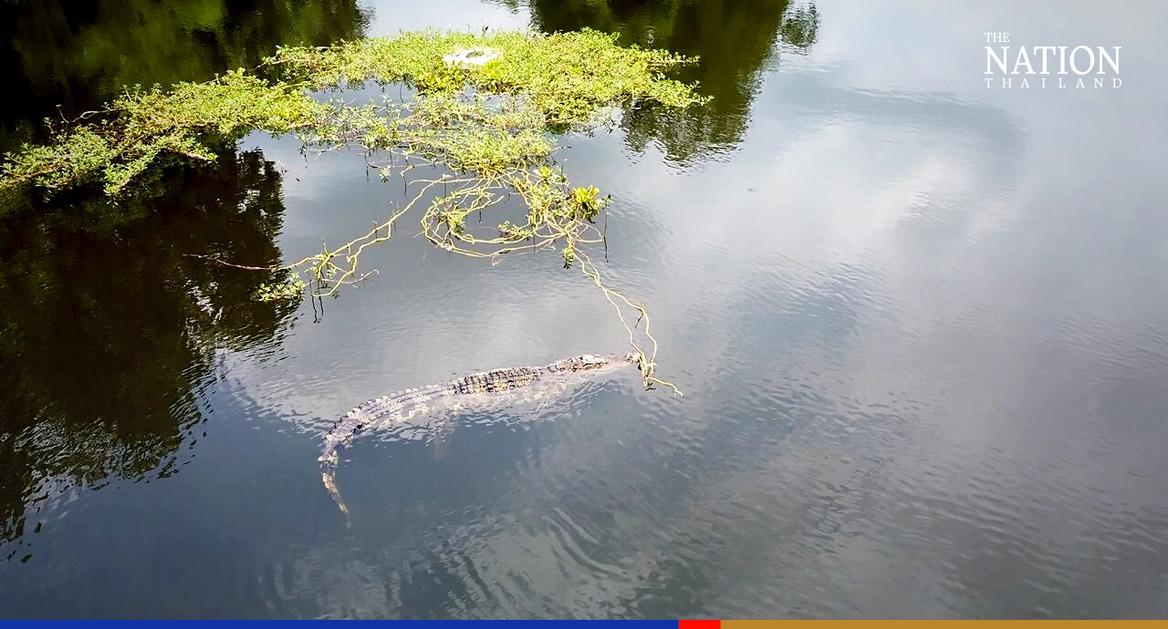 Too big for a monitor lizard: Ayutthaya locals call in croc catchers