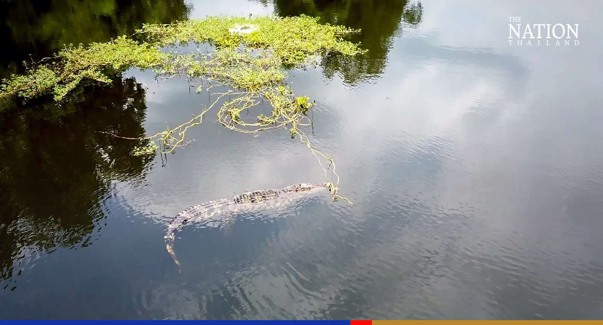 Too big for a monitor lizard: Ayutthaya locals call in croc catchers