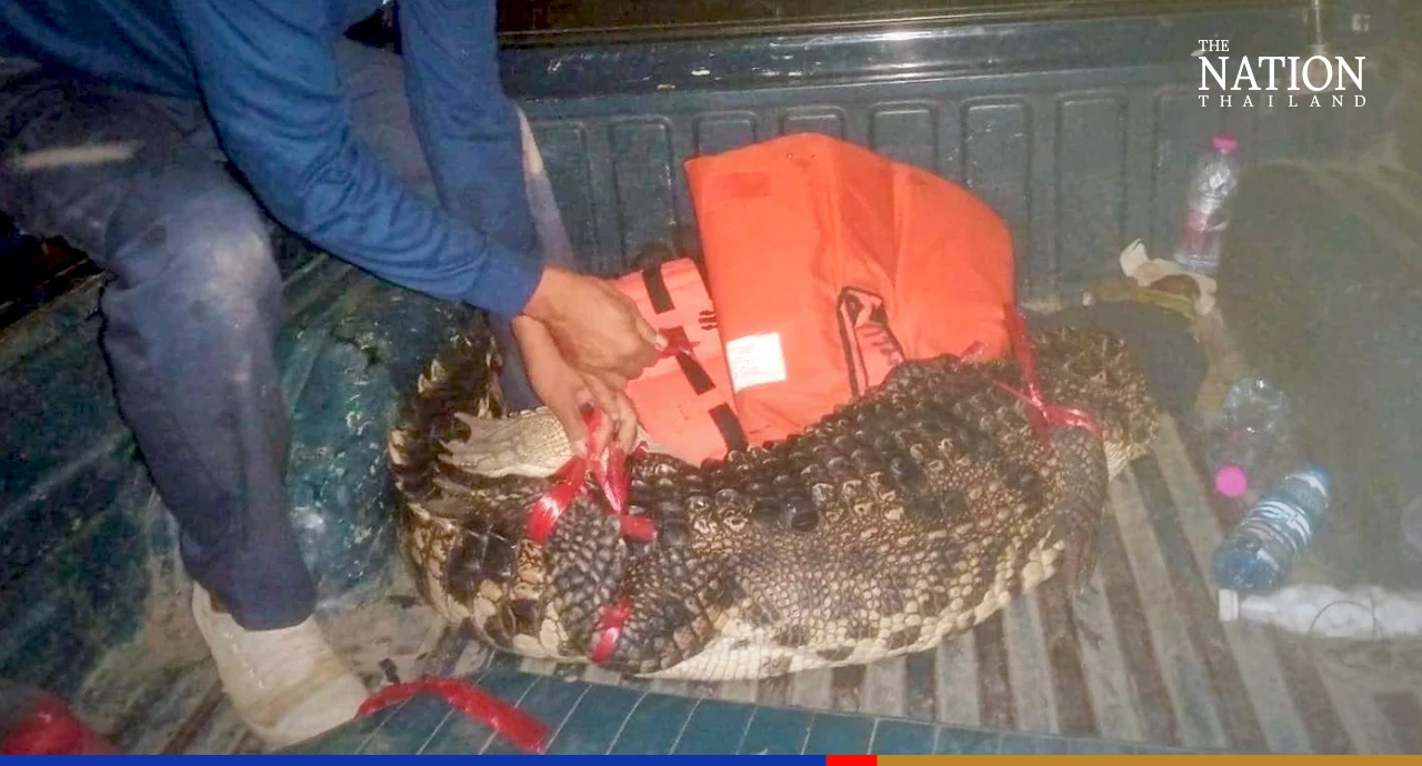 Too big for a monitor lizard: Ayutthaya locals call in croc catchers