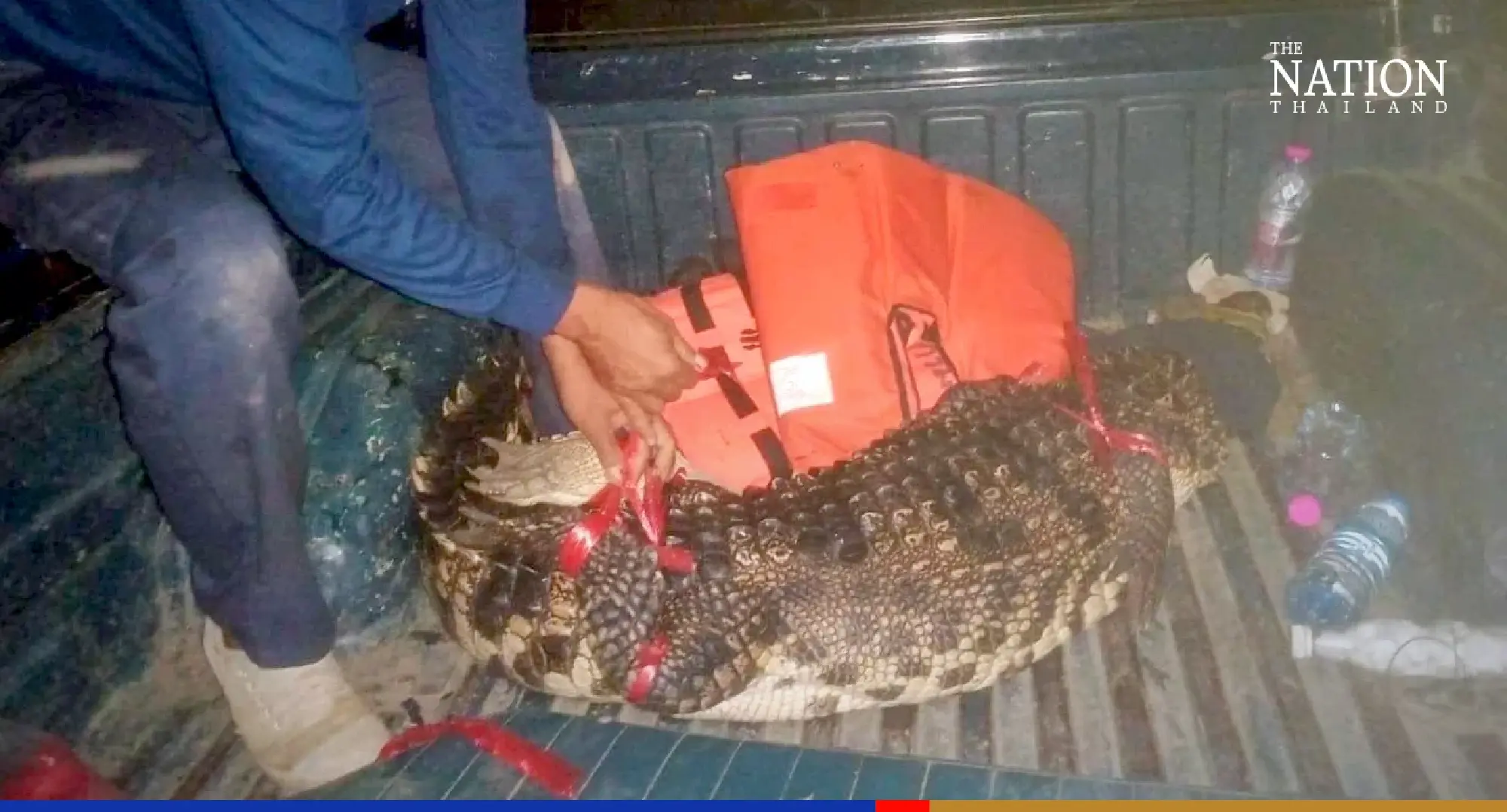 Too big for a monitor lizard: Ayutthaya locals call in croc catchers