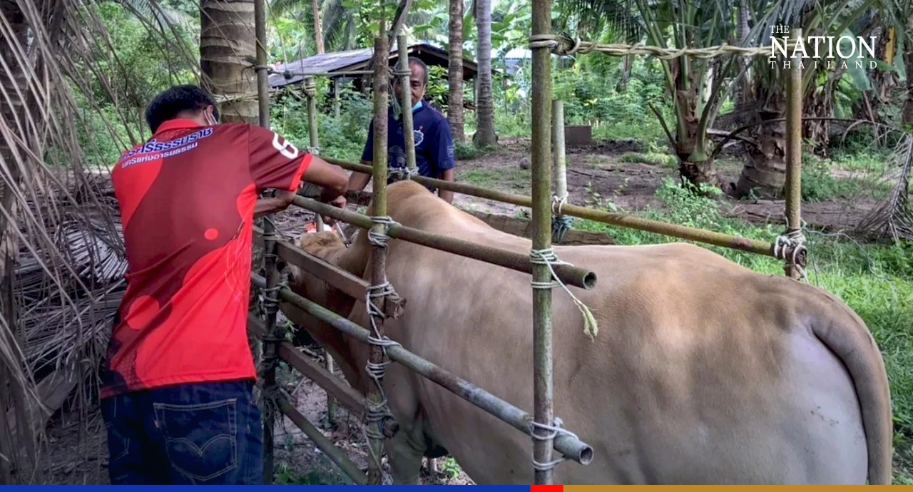 LSD cattle disease cases decrease sharply this year