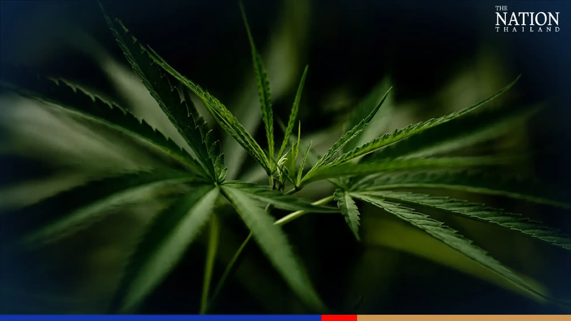 Democrat Party to oppose cannabis bill in second reading