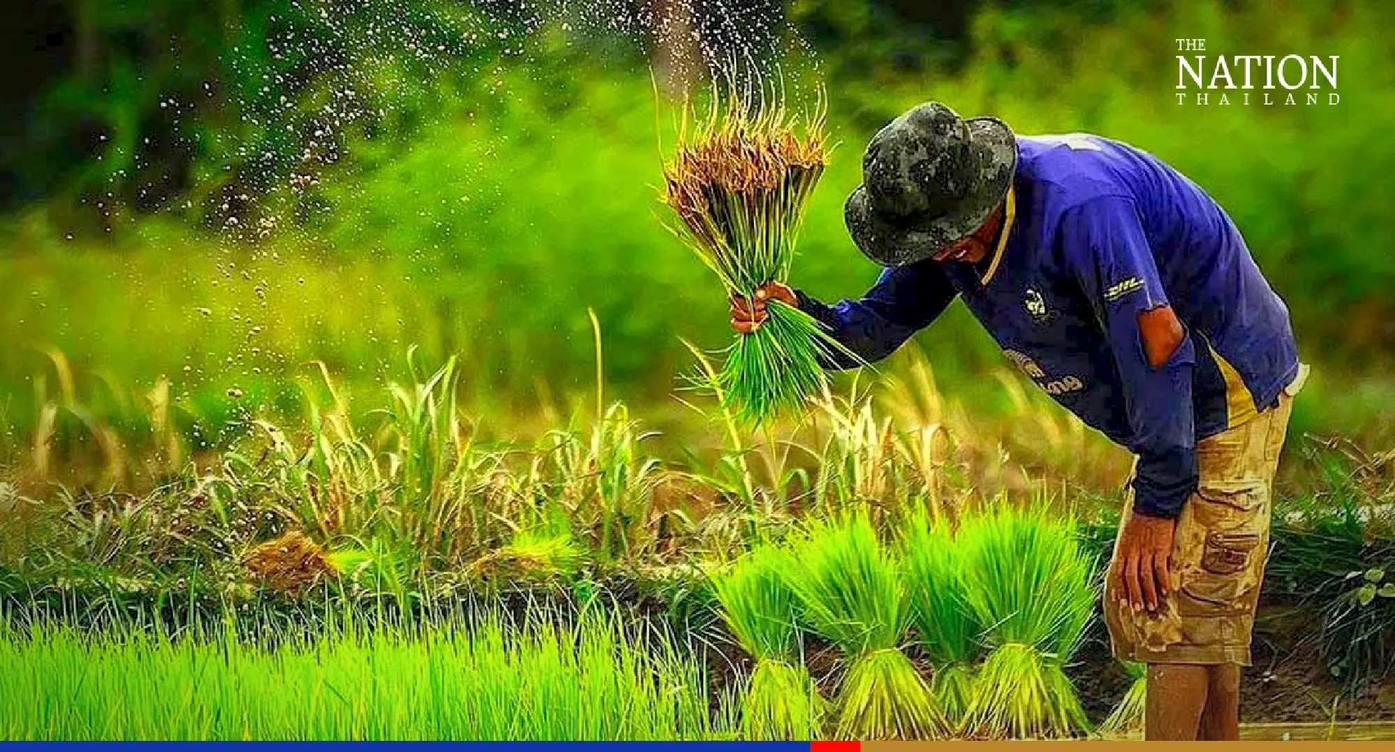 Rice price-guarantee scheme will take effect next month, Jurin insists