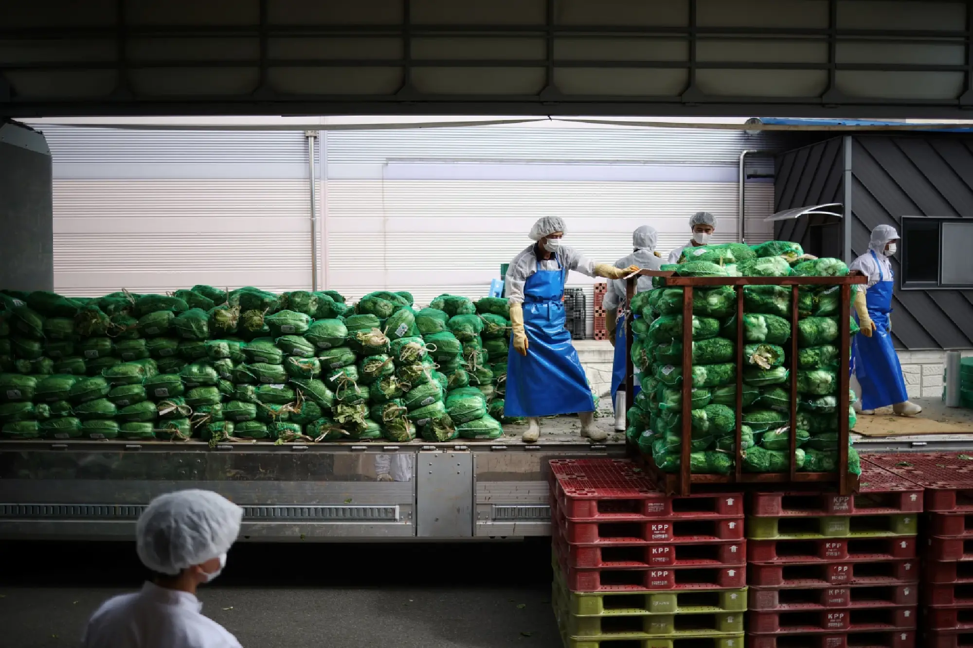 South Korea banks on massive cabbage warehouses to avert kimchi crisis