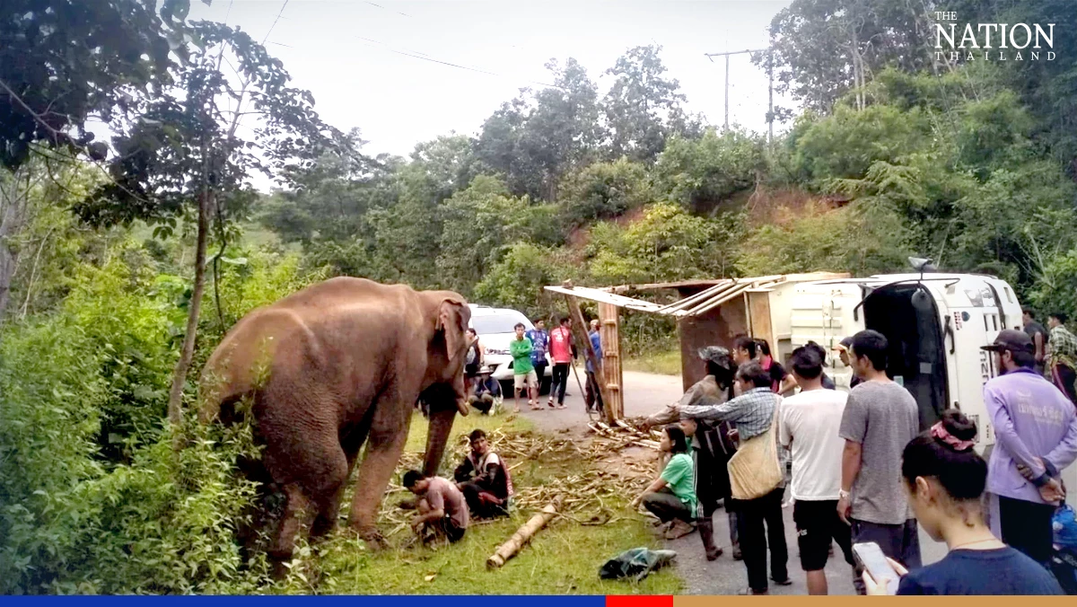 Elephant rescue mission launched after transport truck overturns