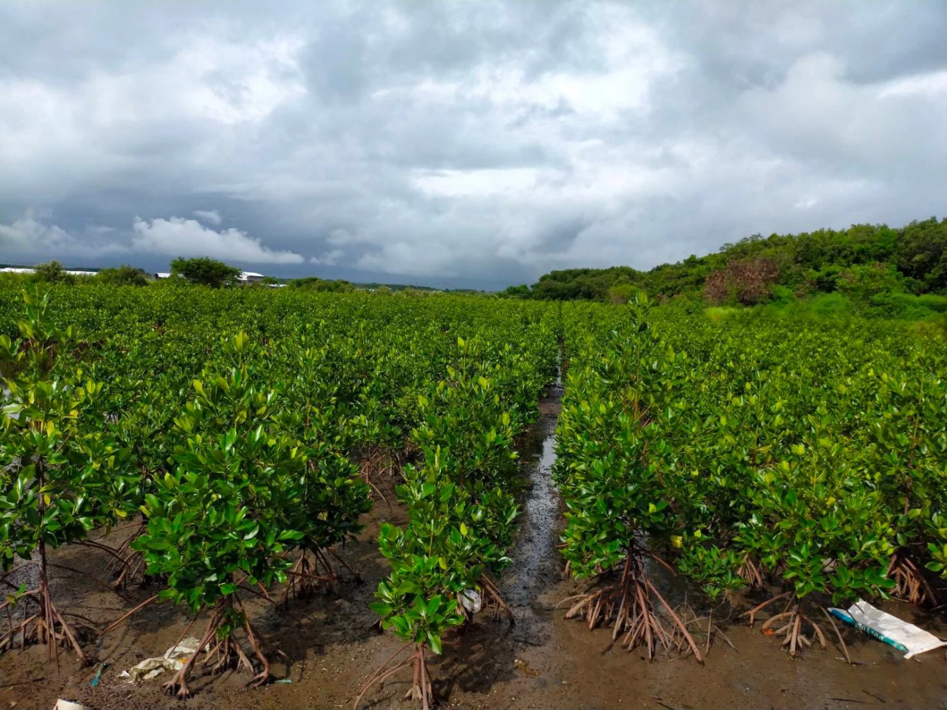 Natural Resources and Environment, Finance ministries get ready to launch the ‘Reforestation for Carbon Credit’ campaign