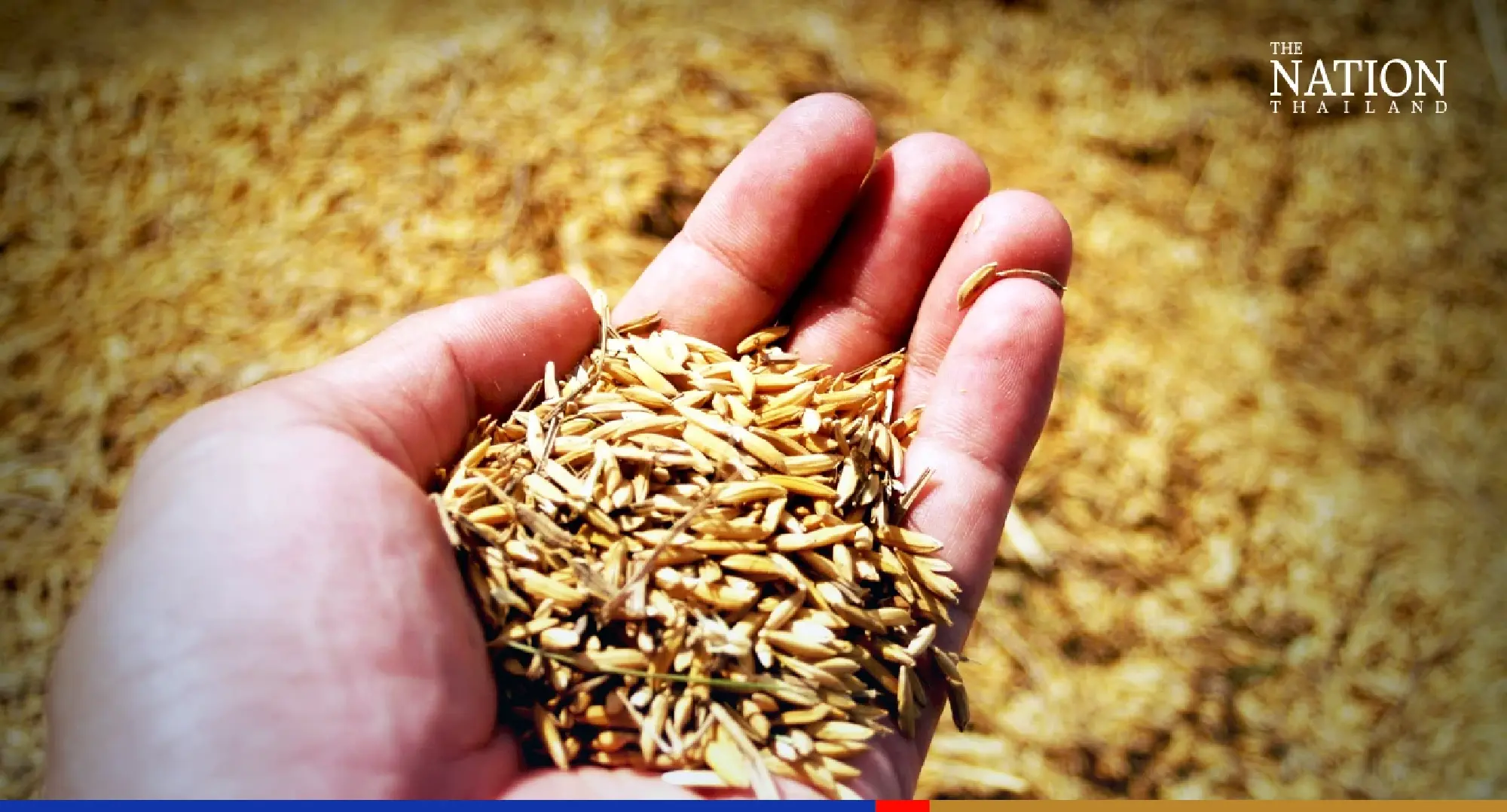 India’s control on rice exports, new orders from Iraq a boon for Thai rice industry