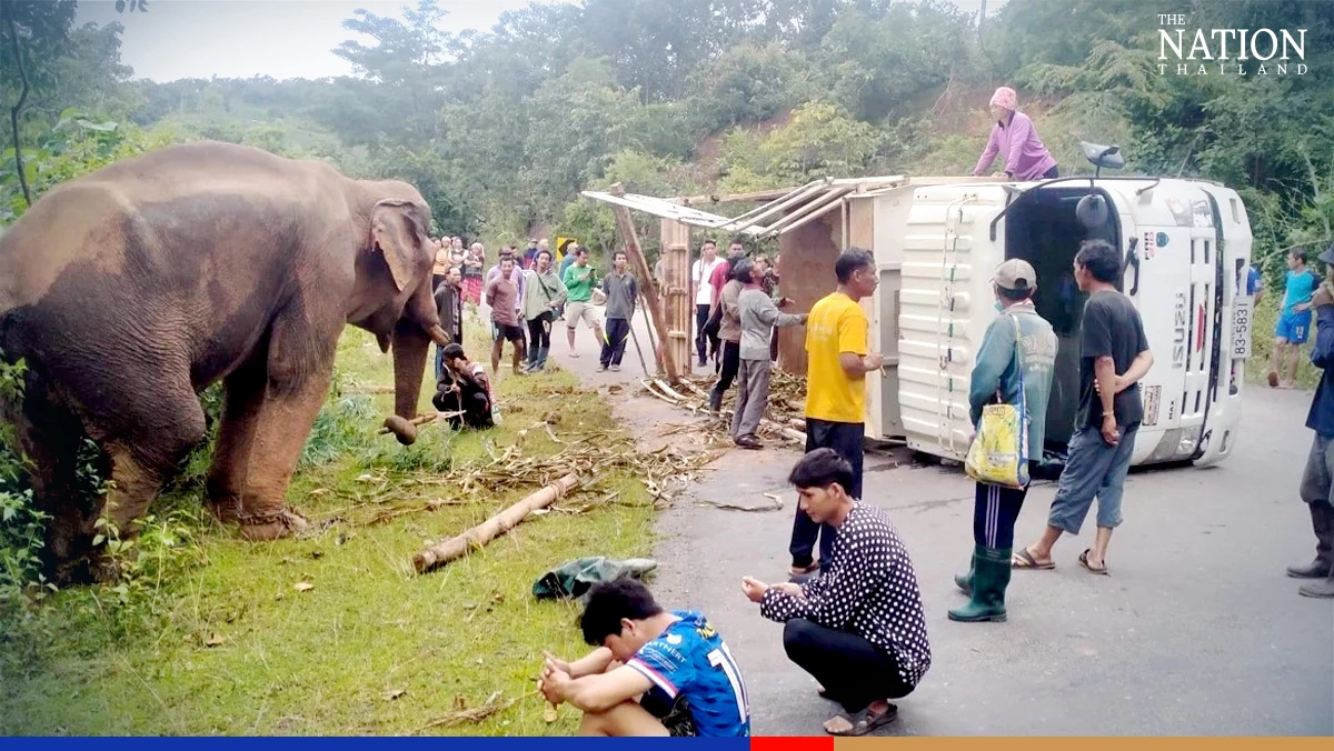 Elephant rescue mission launched after transport truck overturns