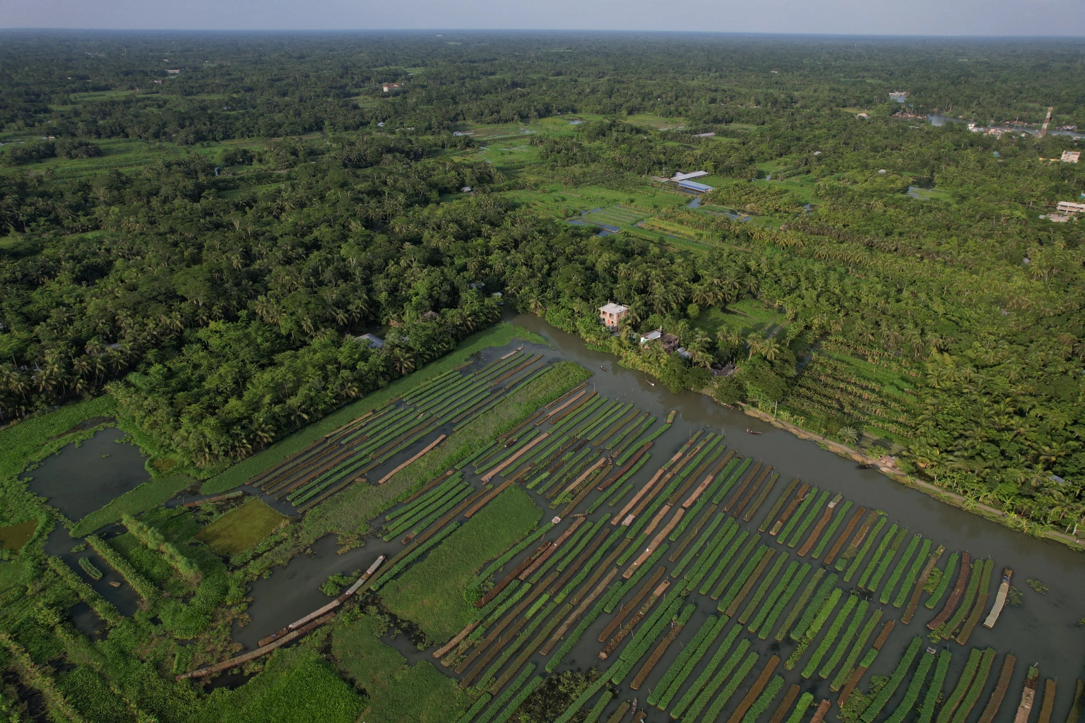As seas and rivers rise, Bangladesh farmers revive old practice of floating raft farms