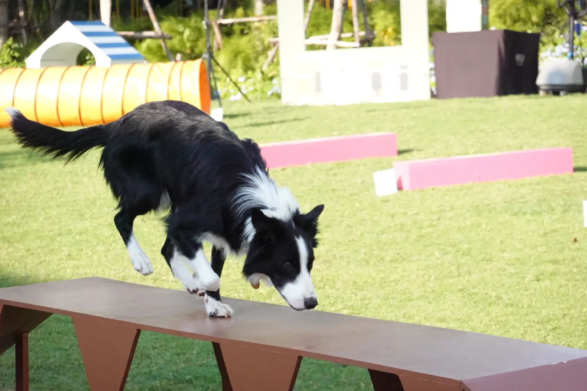 Megabangna unleashes four-legged fun with ‘School of Pets’