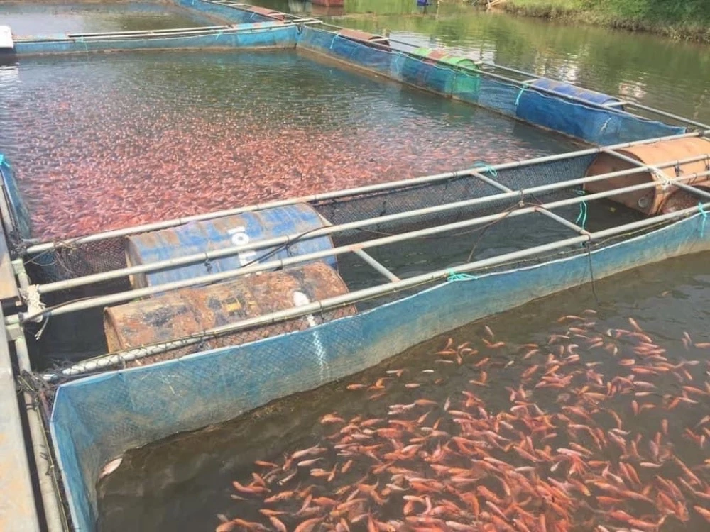 Chula research team develops nano-vaccine option for fish