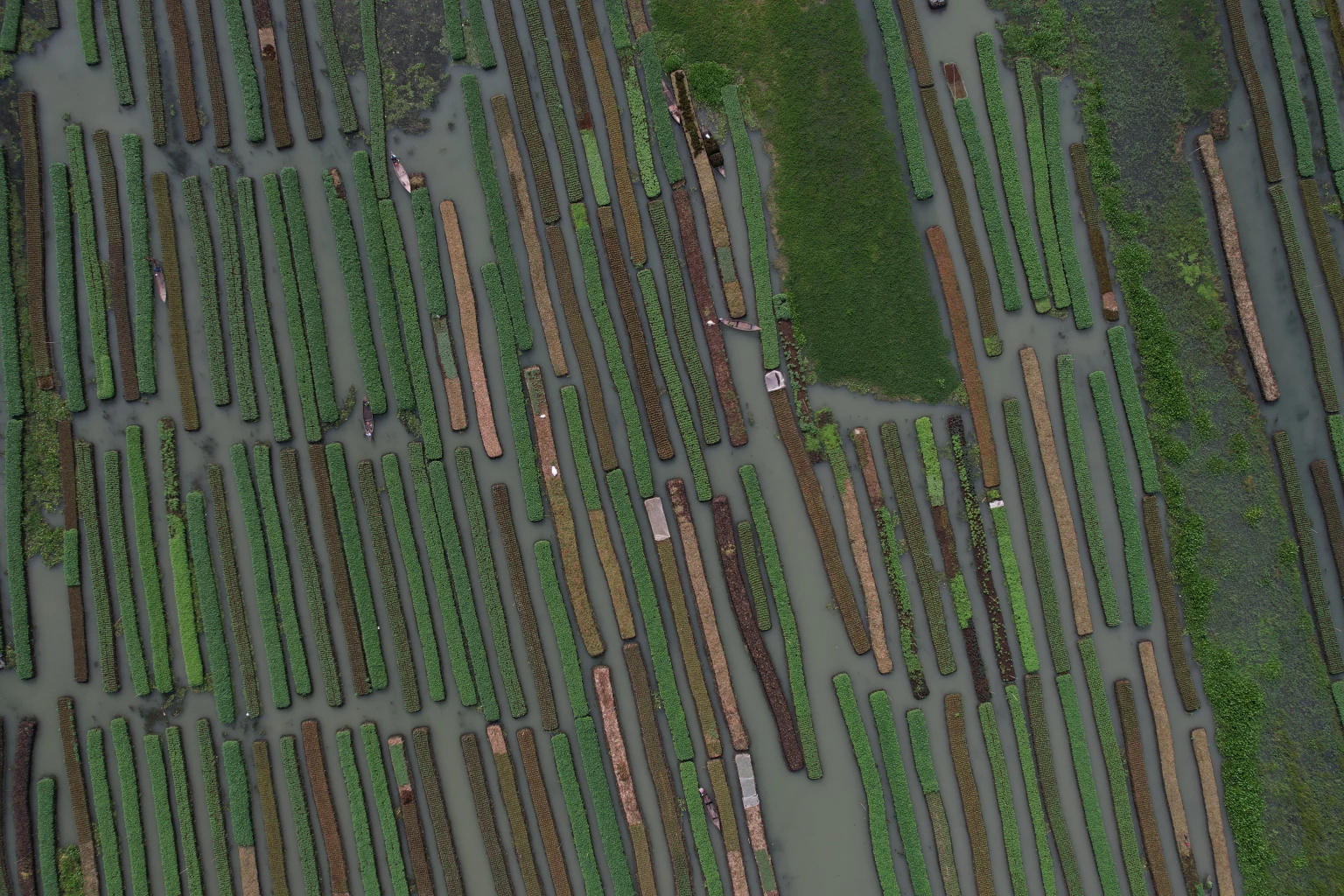 As seas and rivers rise, Bangladesh farmers revive old practice of floating raft farms